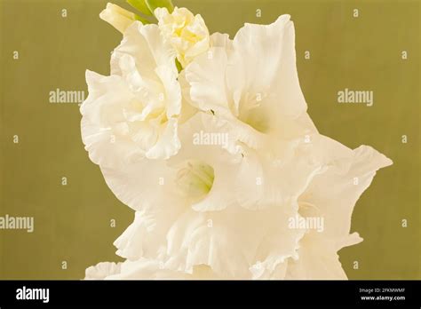 Gladiolus 'Weißer Wohlstand' (Schwertlilie)